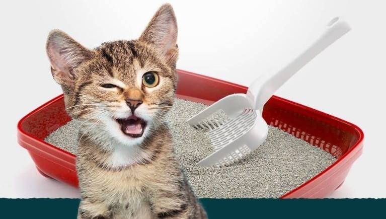 Guía para elegir la mejor arena para gatos: tipos y consejos