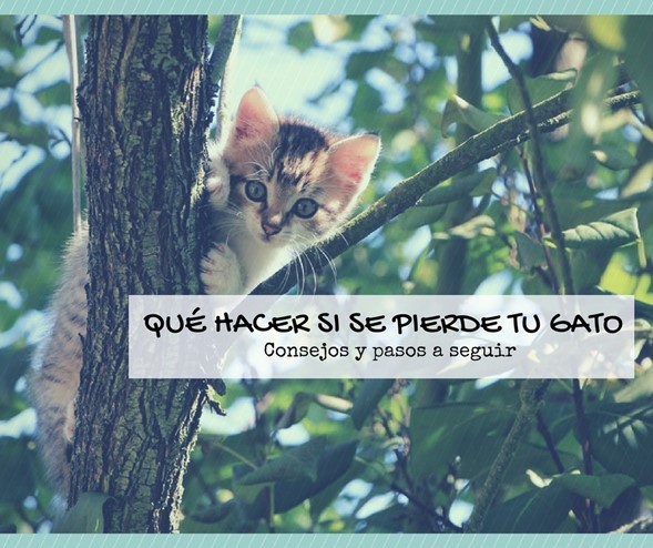 Qué hacer si se pierde tu gato, consejos y pasos a seguir