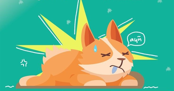 Alerta: todo lo que necesitas saber para cuidar a tu mascota en temporada de calor