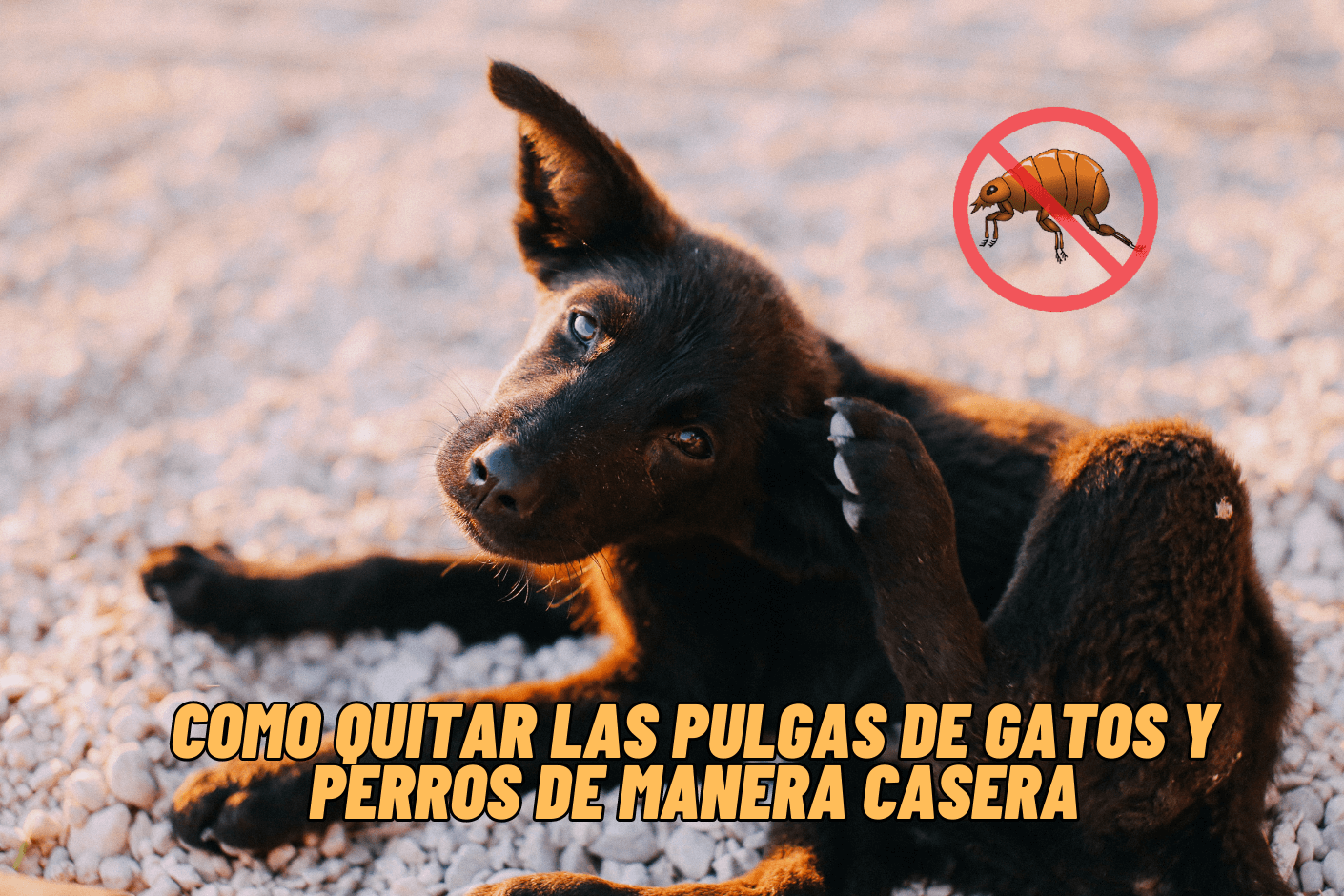 Como quitar las pulgas de gatos y perros de manera casera