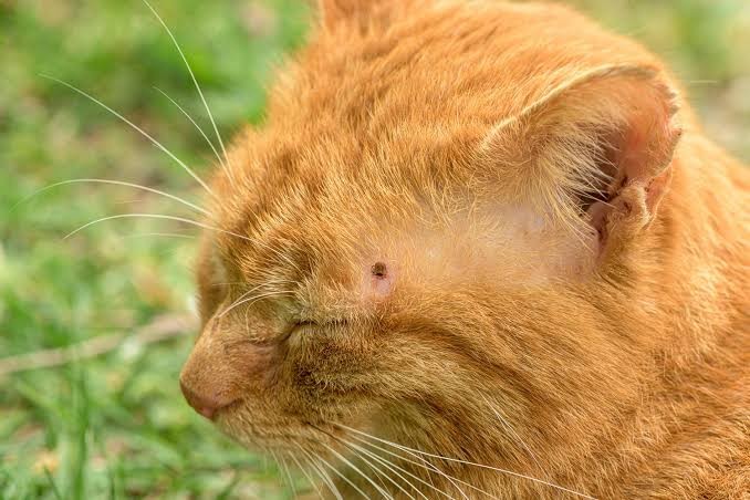 Cómo proteger a tus mascotas de las garrapatas