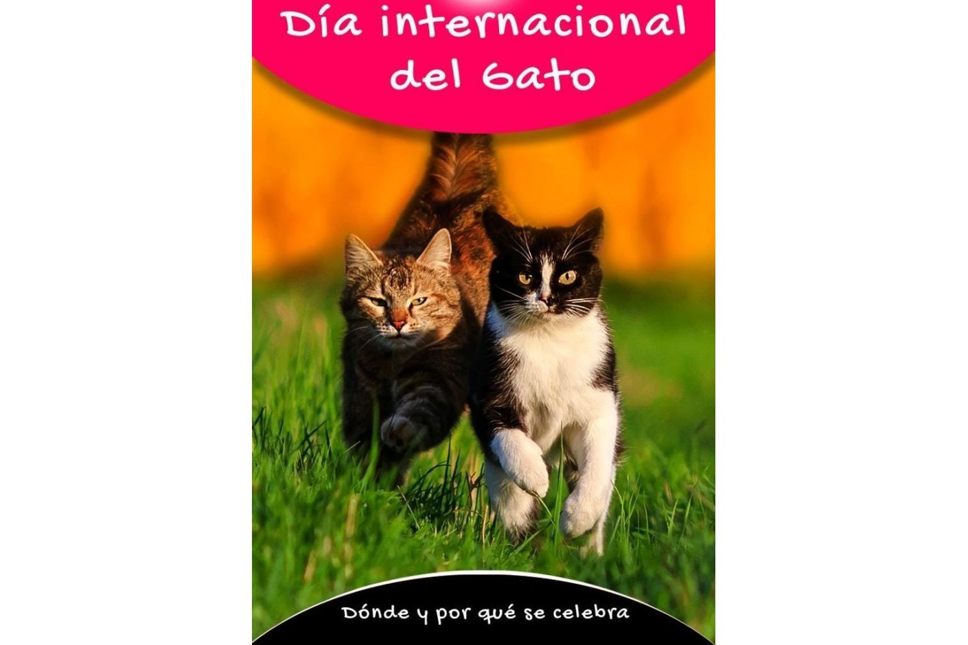 Día Internacional del Gato: Una gran celebración y muchas razones para amar a estos felinos